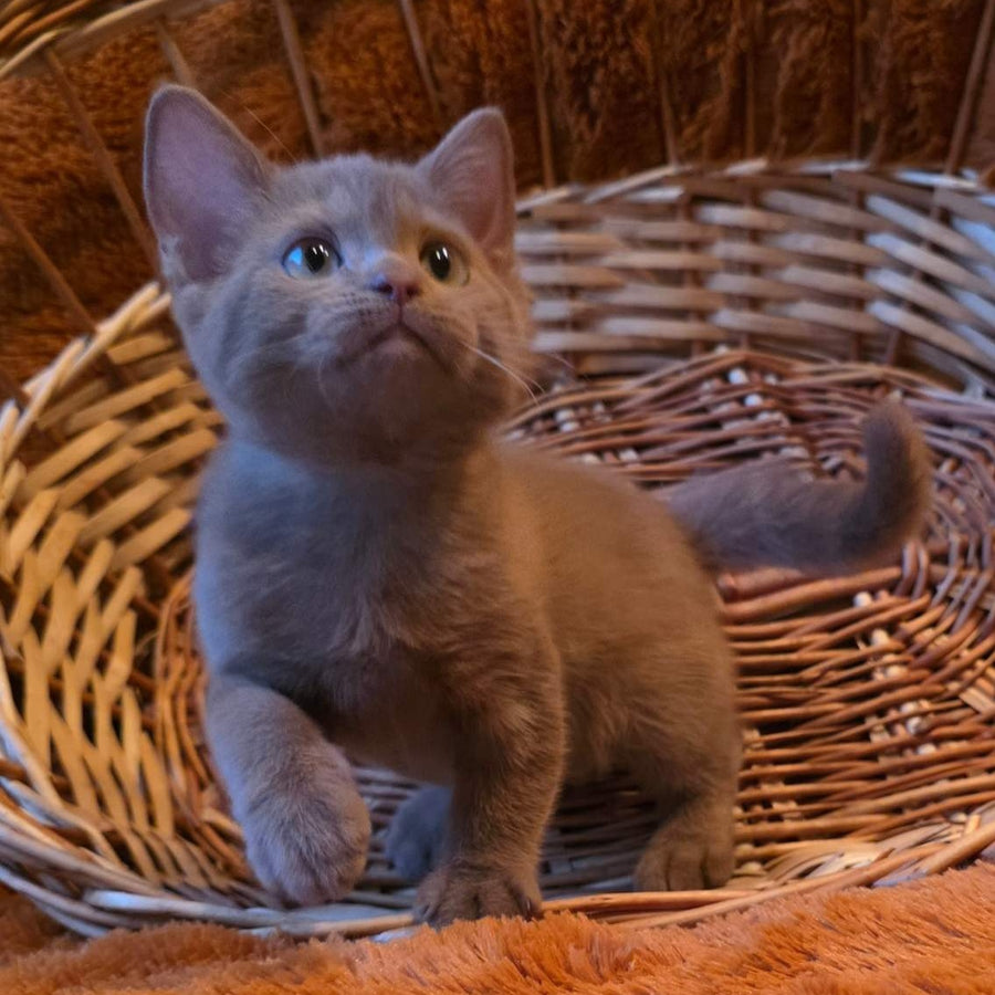 Bonny British Shorthair male, cinnamon