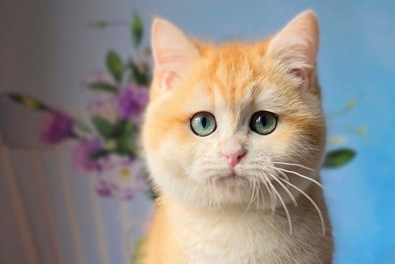 Baxter British Shorthair male black golden chinchilla - live animals