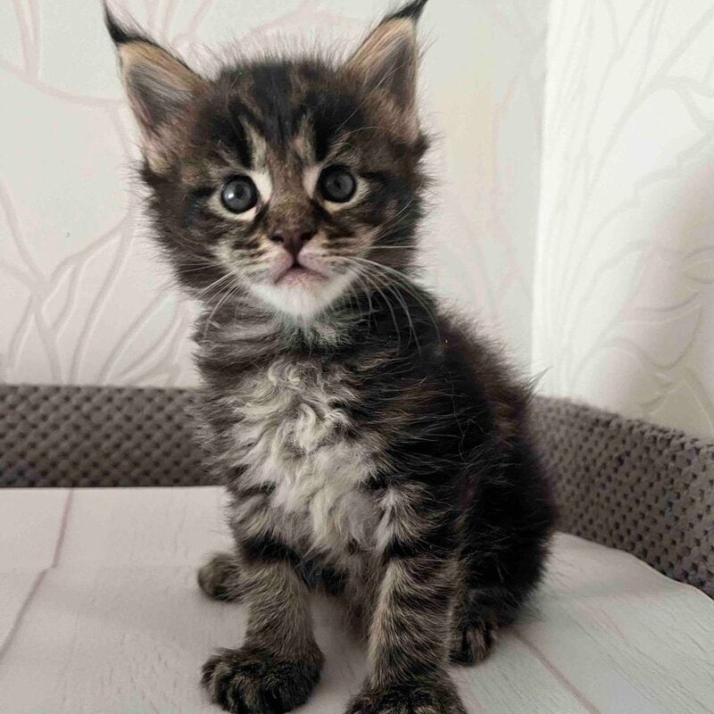 Iris Maine Coon female, black tabby