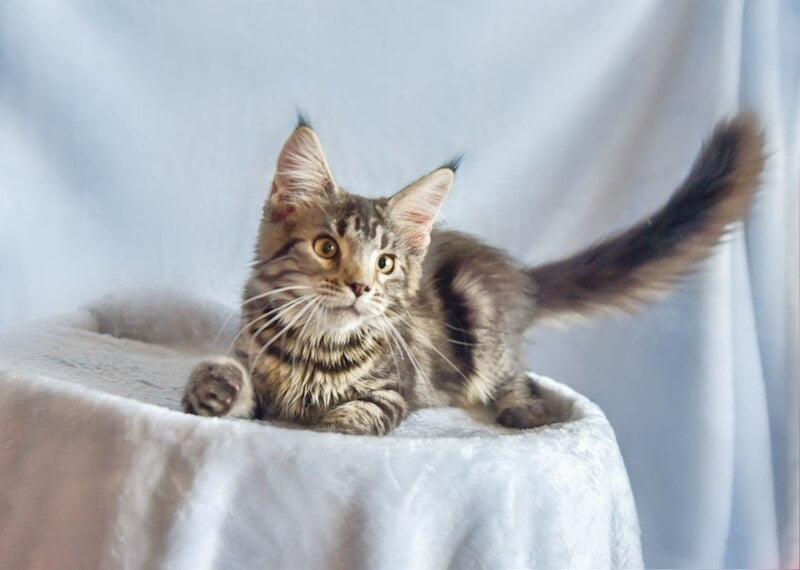 Uitni Maine Coon female, black tabby