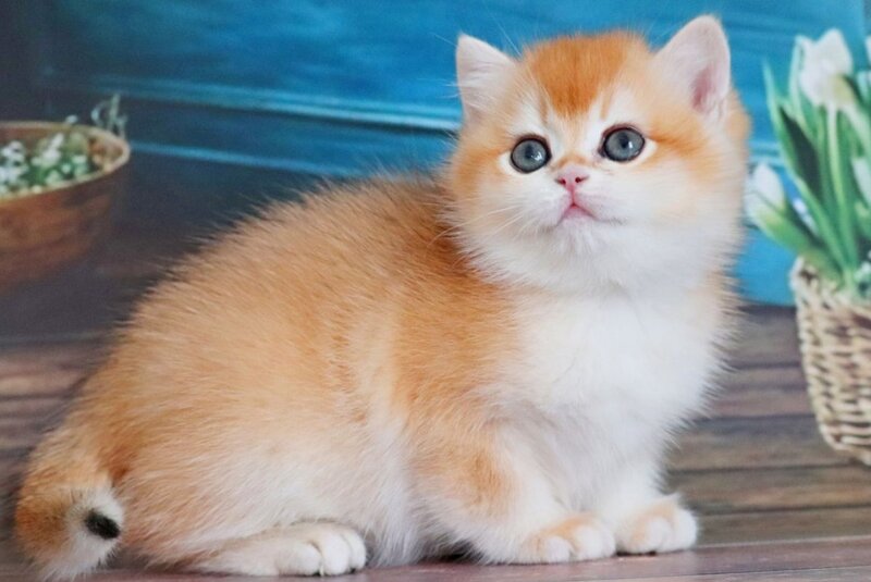 Vasilisa British Shorthair female black golden shaded - live animals