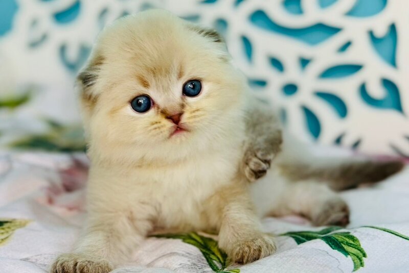 Xtreme Scottish Fold male, chocolate pointed bicolour