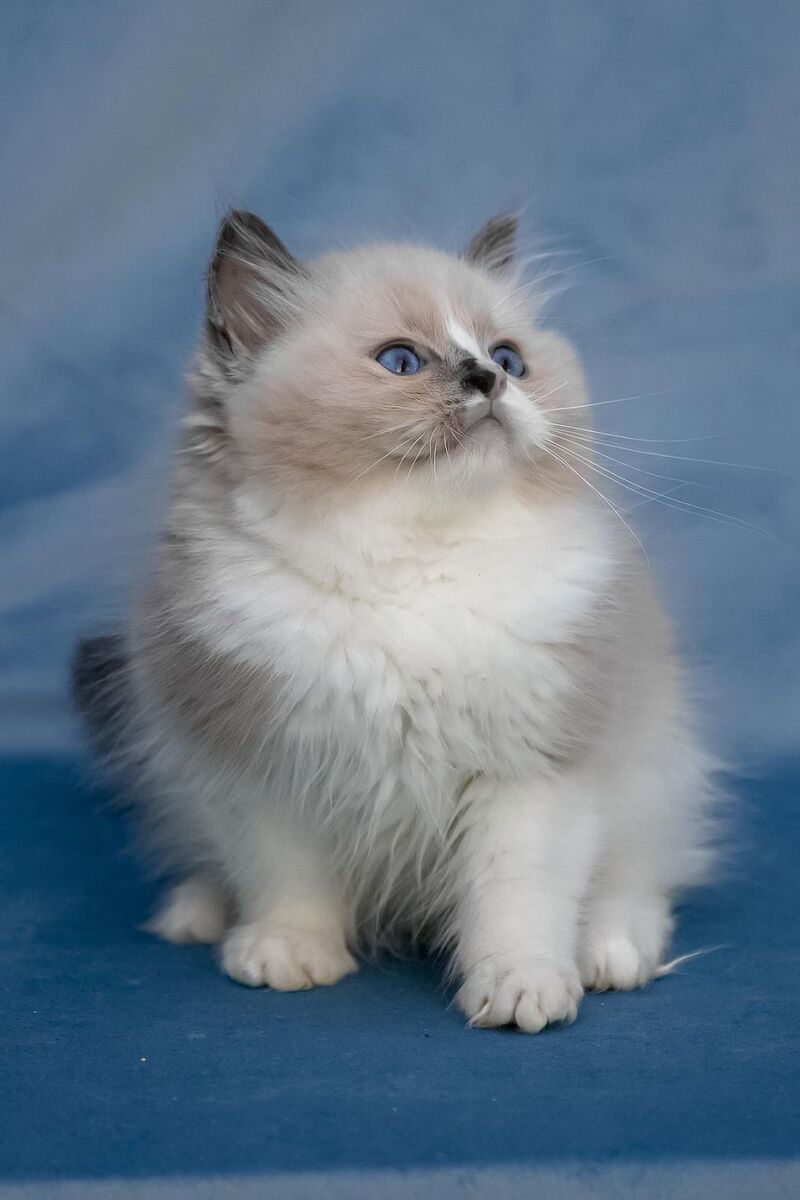 Niko Ragdoll male, blue mitted