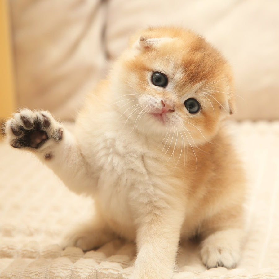 Icon Scottish Fold male, black golden shaded