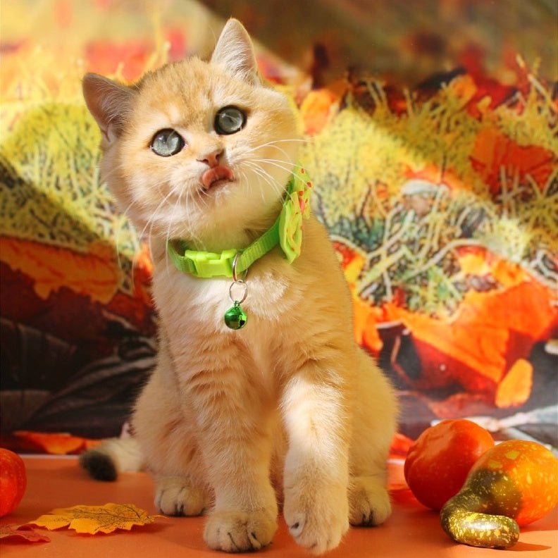 Kitty British Shorthair female, black golden shaded