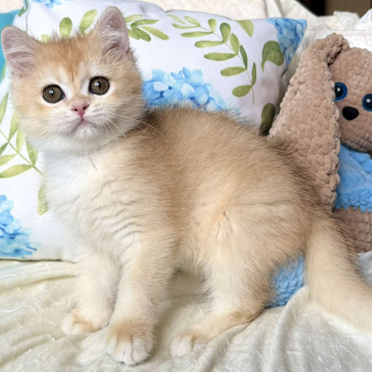 Silvia British Shorthair female, black golden chinchilla