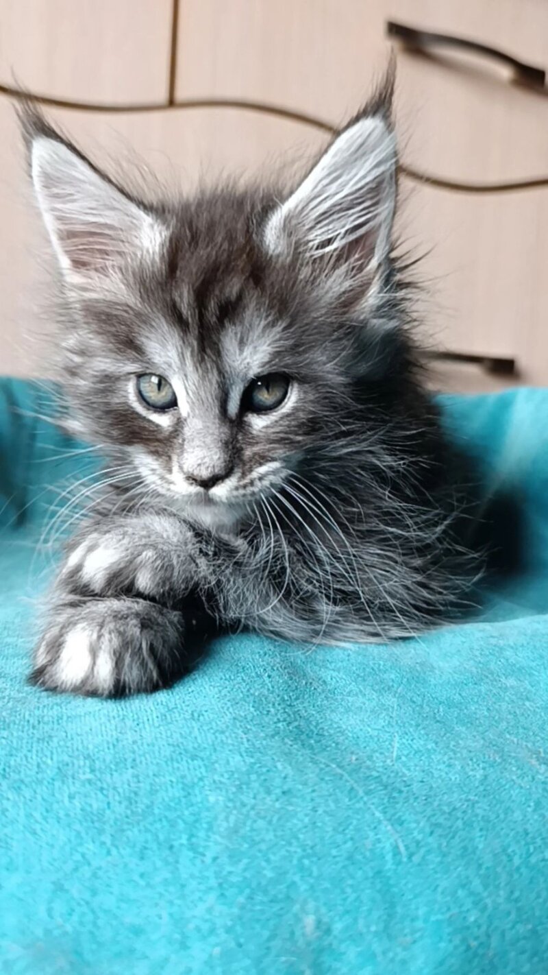 Nensi Maine Coon female black tortie silver tabby live animals