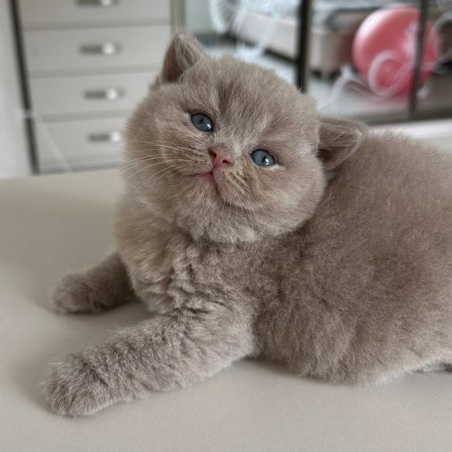Jasmine British Shorthair female, fawn