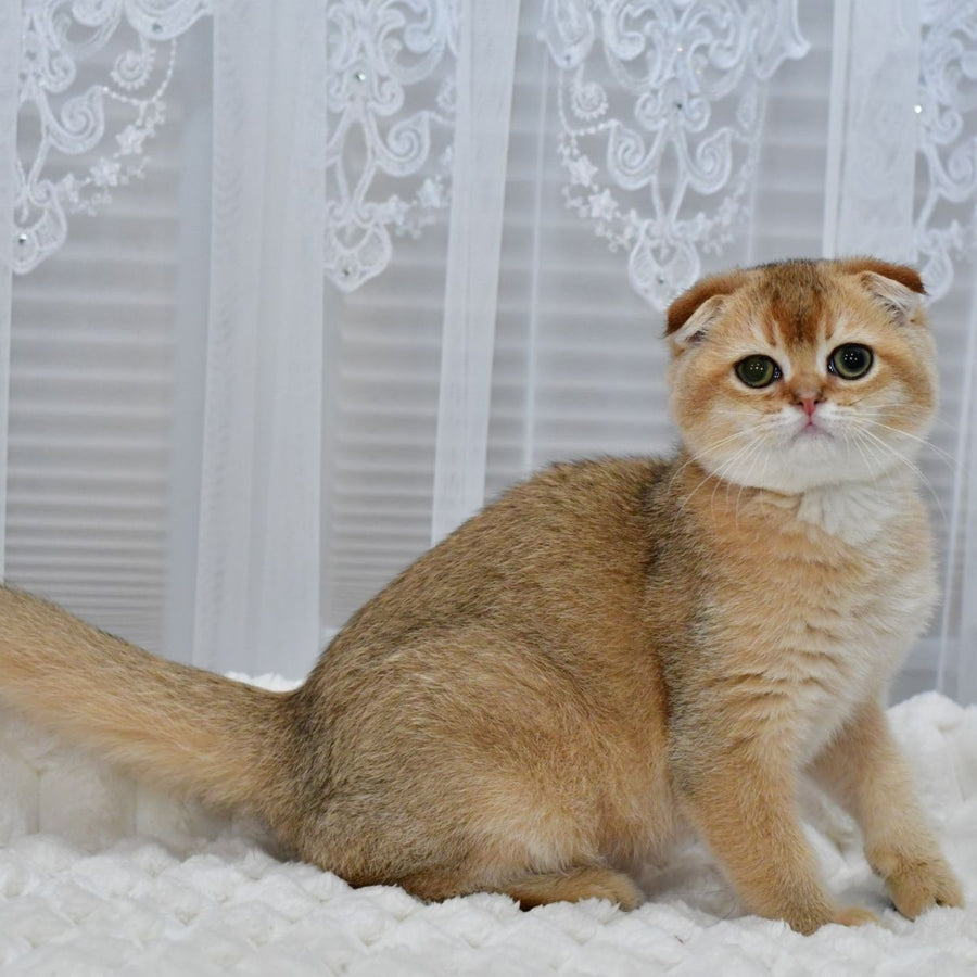 Mark Scottish Fold male, black golden shaded