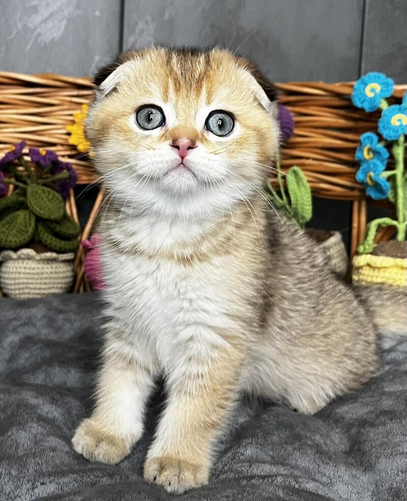 Konan Scottish Fold male black golden ticked tabby - live animals