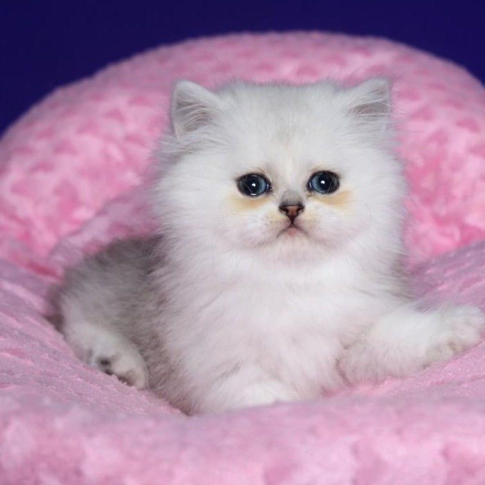 Harry Persian male, black silver shaded
