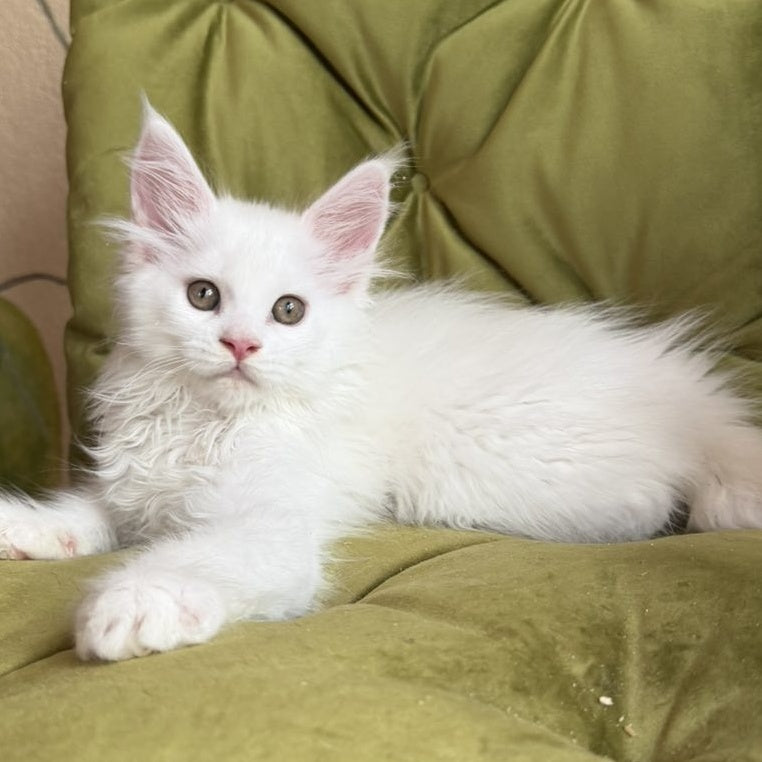Vitus Maine Coon male, white