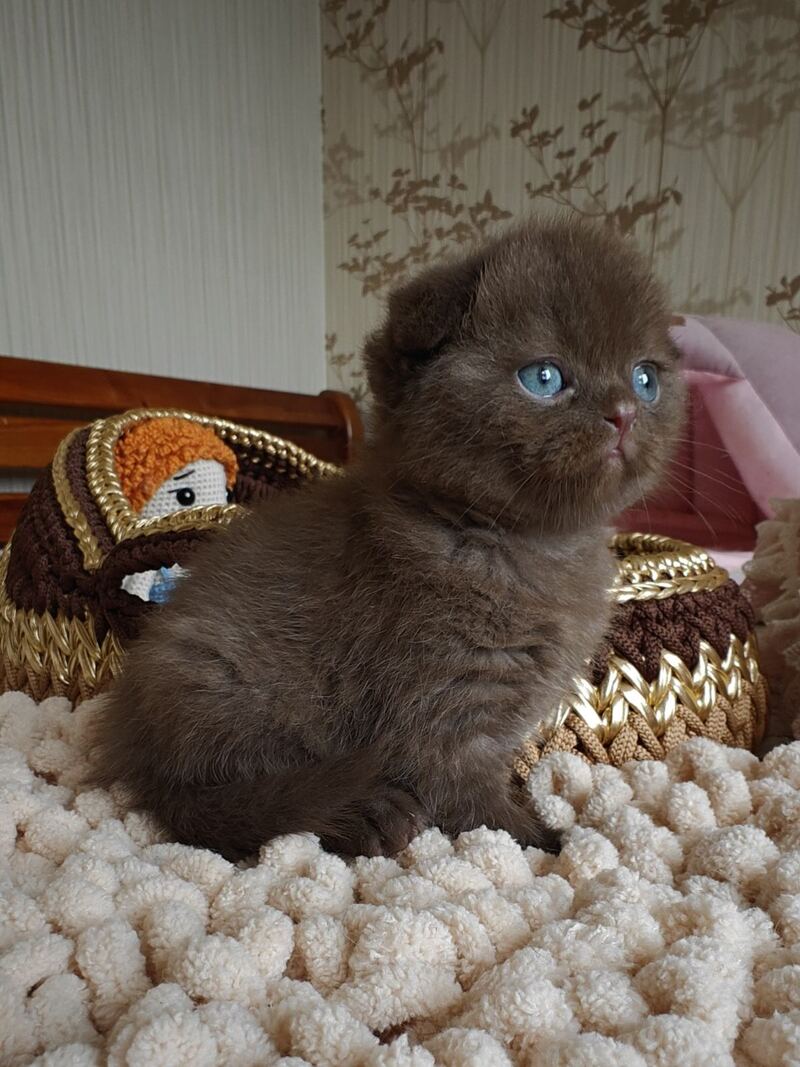 Unikum Scottish Fold male, chocolate
