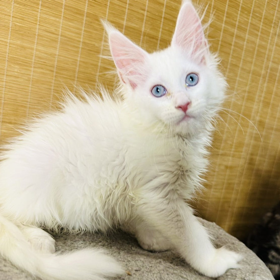 Melissa Maine Coon female, white