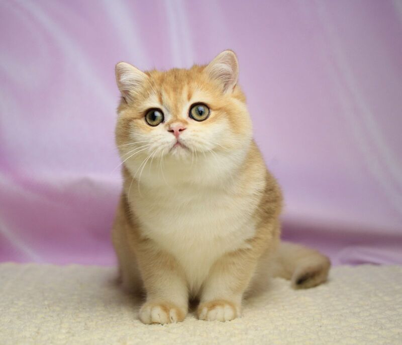 Baton British Shorthair male, black golden chinchilla