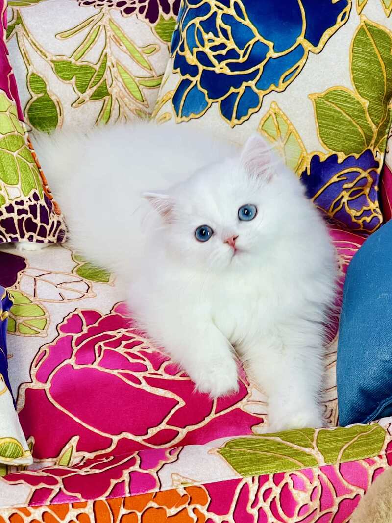 Marcy Scottish Straight male, white