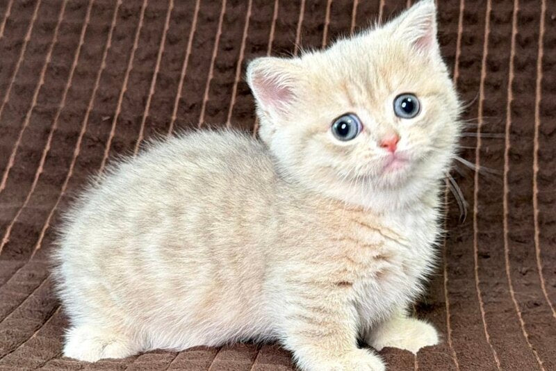 Melody Munchkin female, blue golden spotted tabby