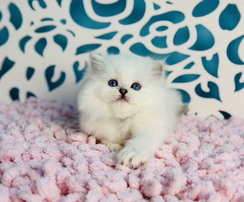 Aurora Scottish Straight female, black silver shaded pointed