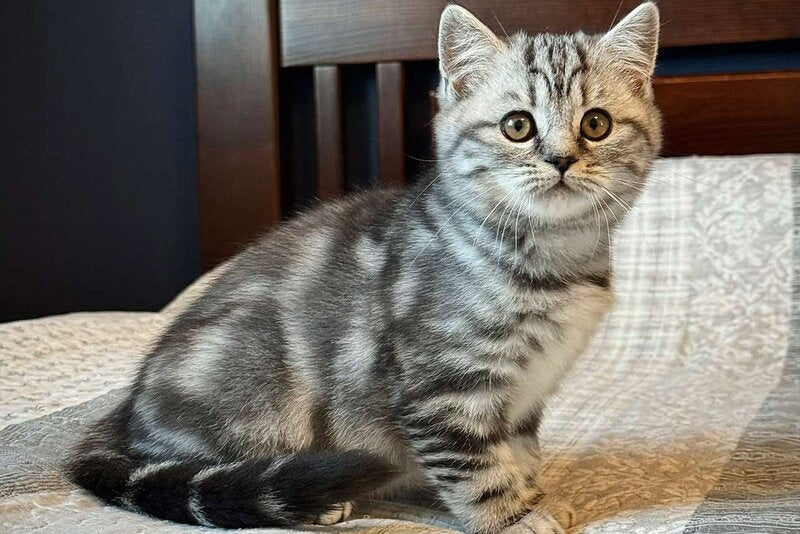Jessica Scottish Straight female, black silver tabby