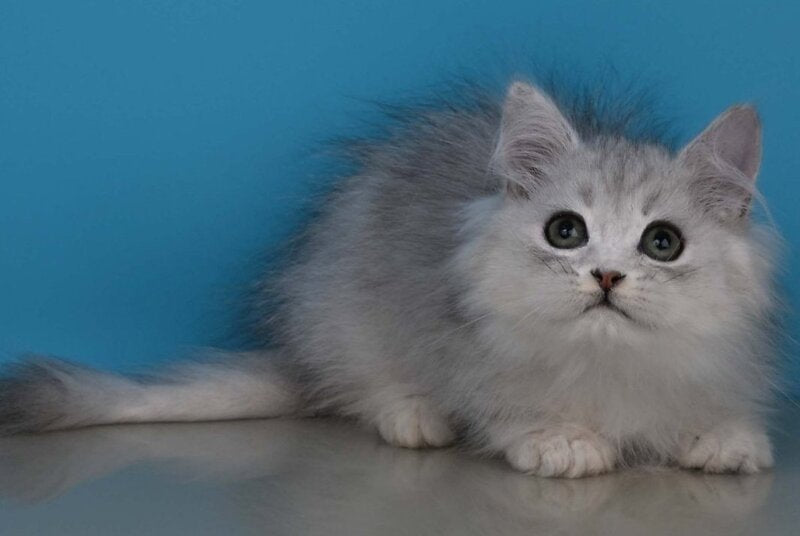 Xantia British Longhair female, black silver shaded