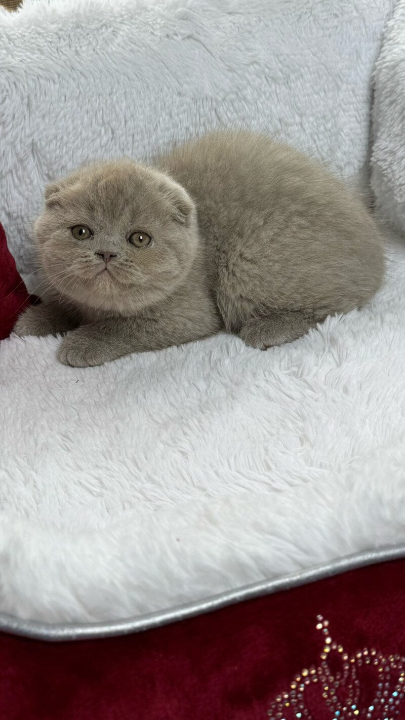 Boris Scottish Fold male, lilac