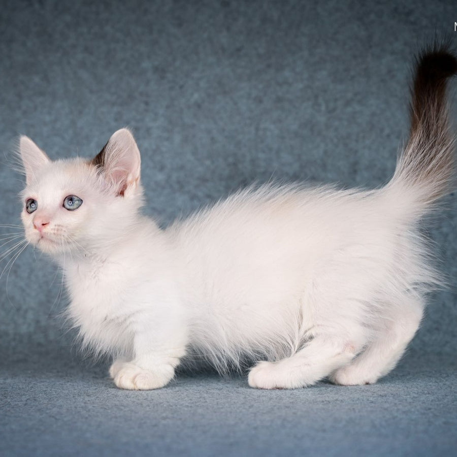 Y-Peter Munchkin male, seal pointed van
