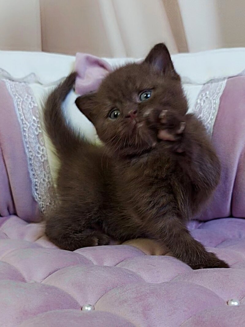 Jasper Scottish Straight male chocolate - live animals
