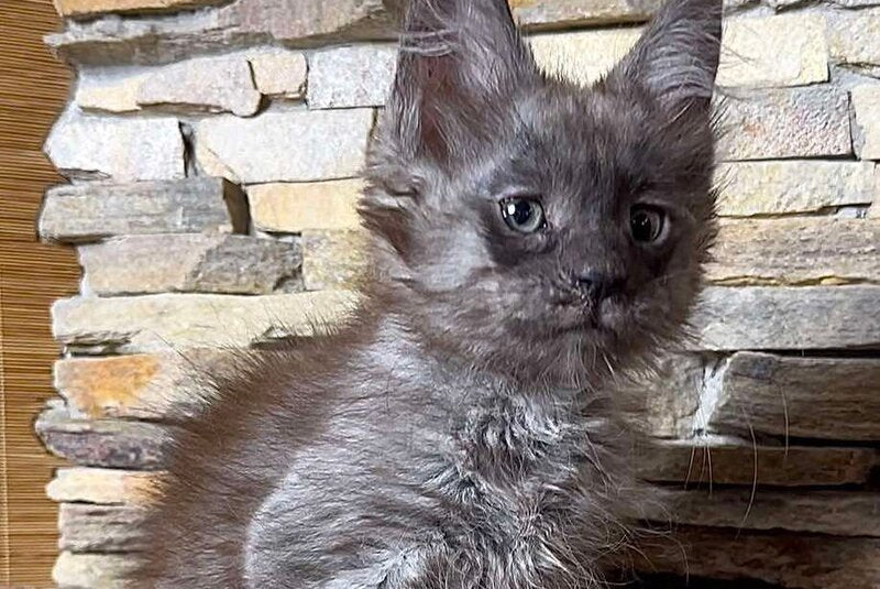 Robin Maine Coon male, black silver