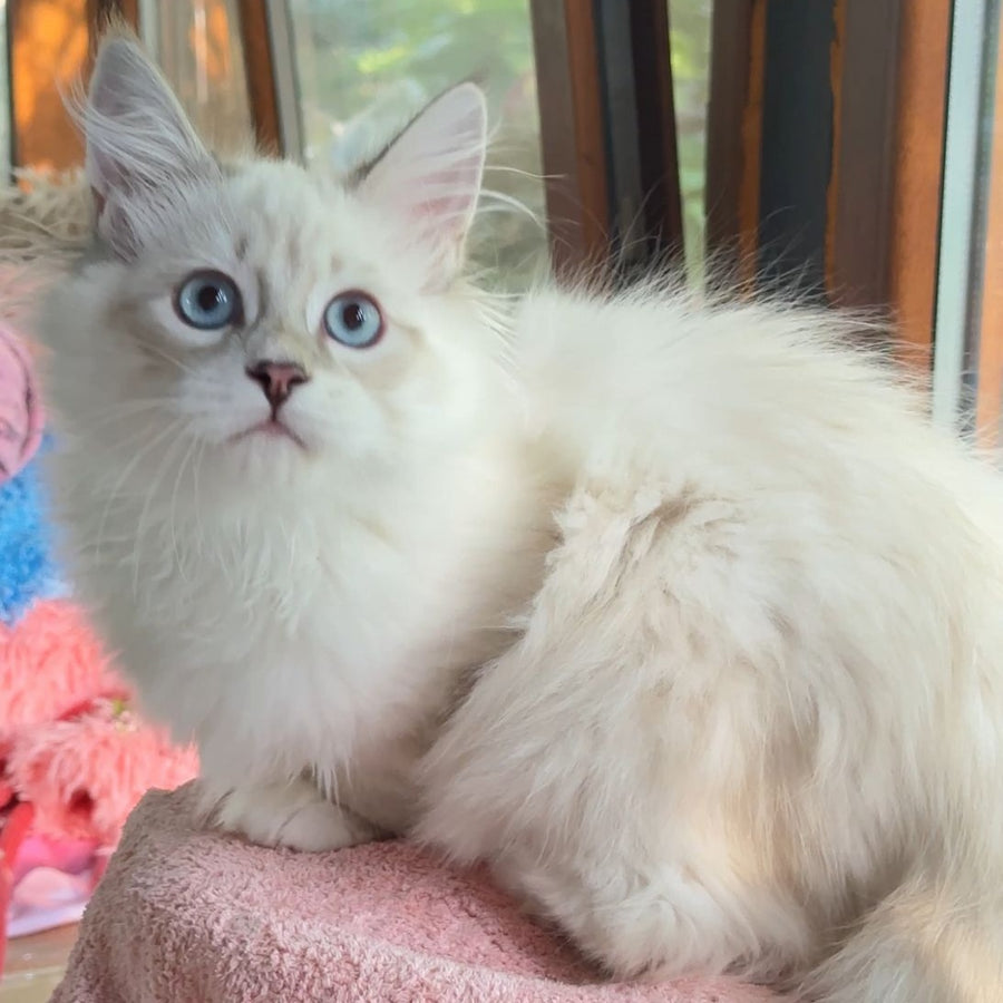 Walentine Siberian male, blue tabby pointed with white