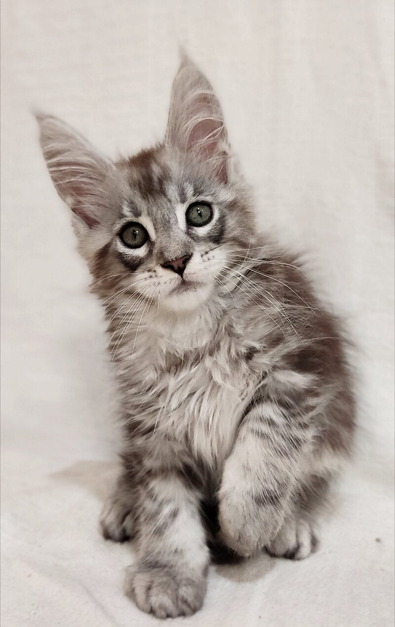 Dzheyk Maine Coon male, black silver tabby