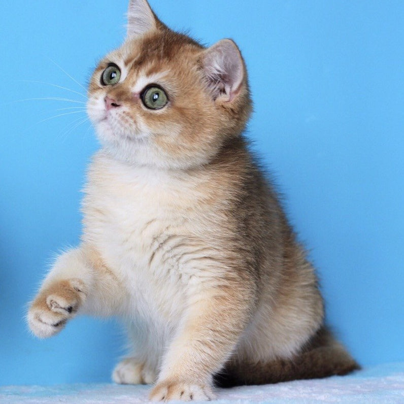 Rio British Shorthair male, black golden shaded