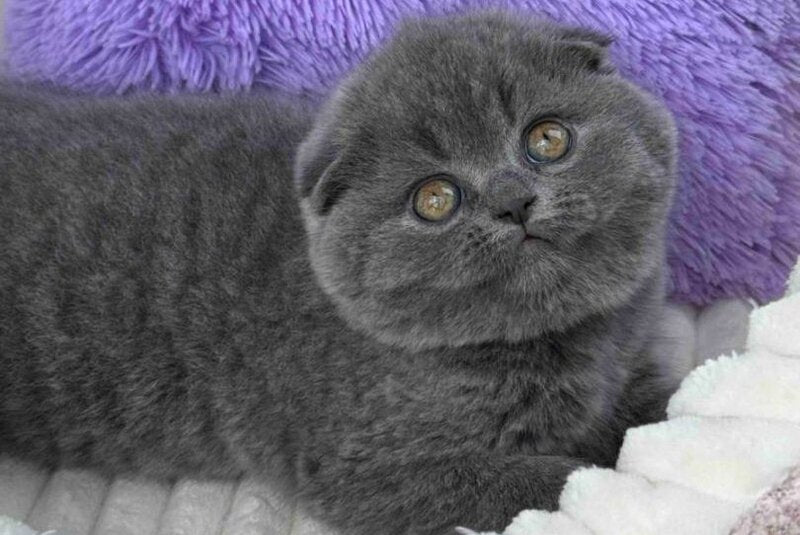 Una Scottish Fold female, blue