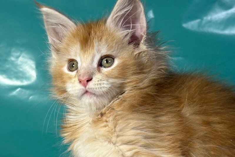 Amir Maine Coon polydactyl male red tabby with white - live animals