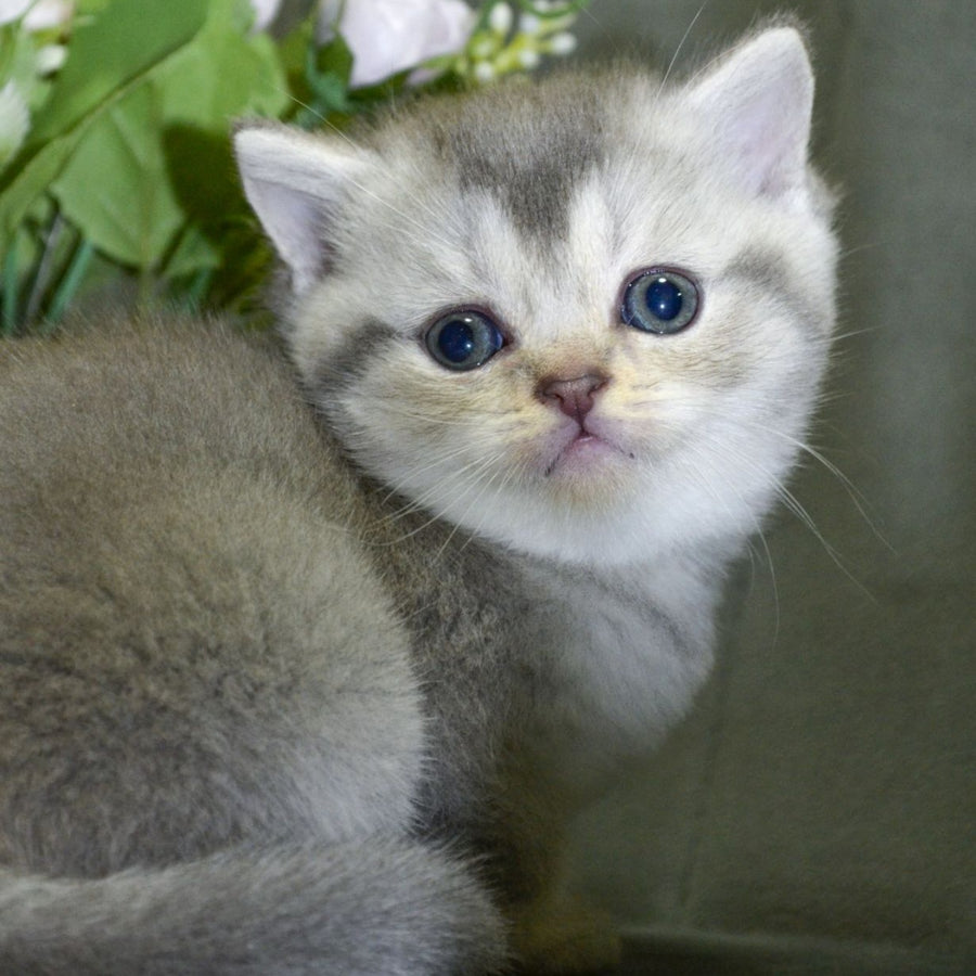 Alina Scottish Straight female, blue silver shaded
