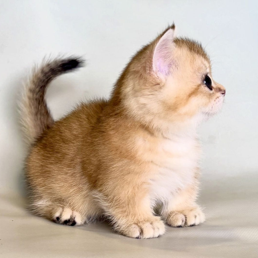 Qamra Munchkin female, black golden shaded