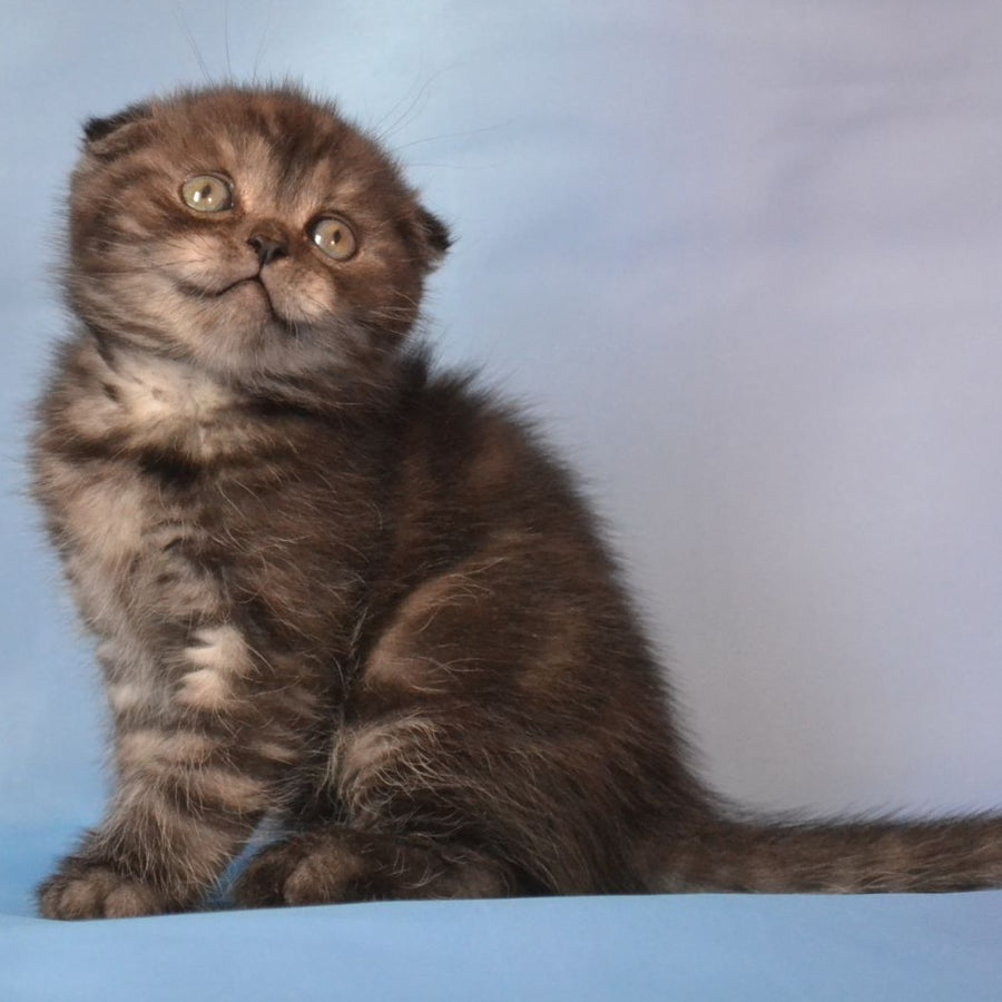 Romeo Scottish Fold male, black silver tabby