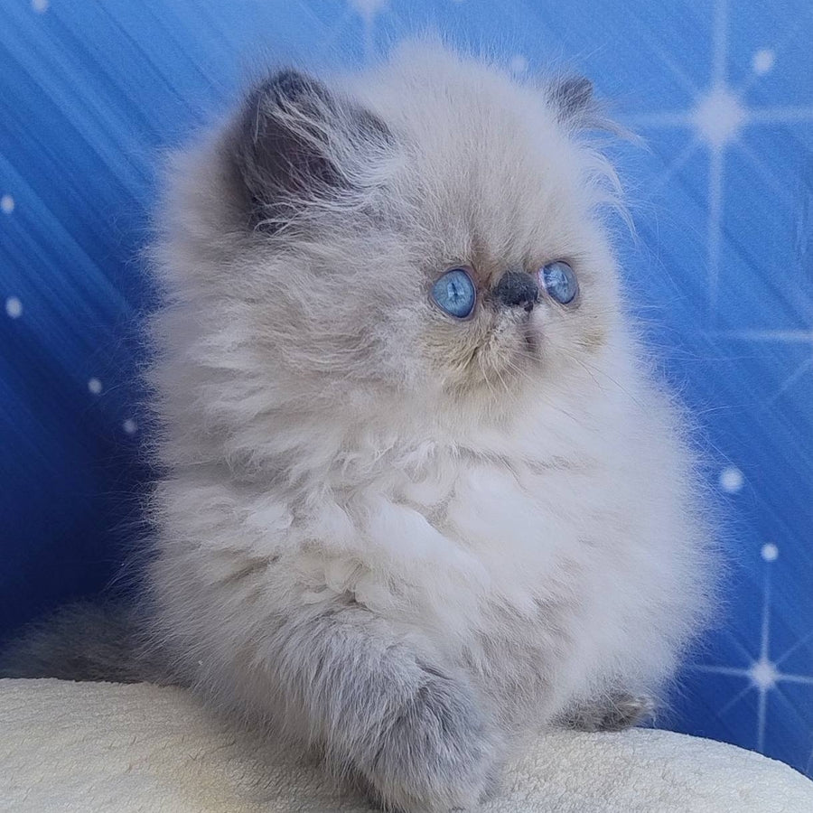 Emmi Persian female, seal pointed