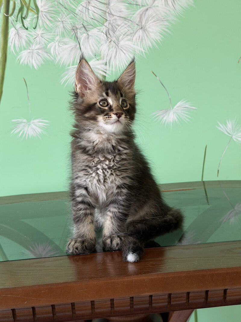 Tom Maine Coon male, black ticked tabby