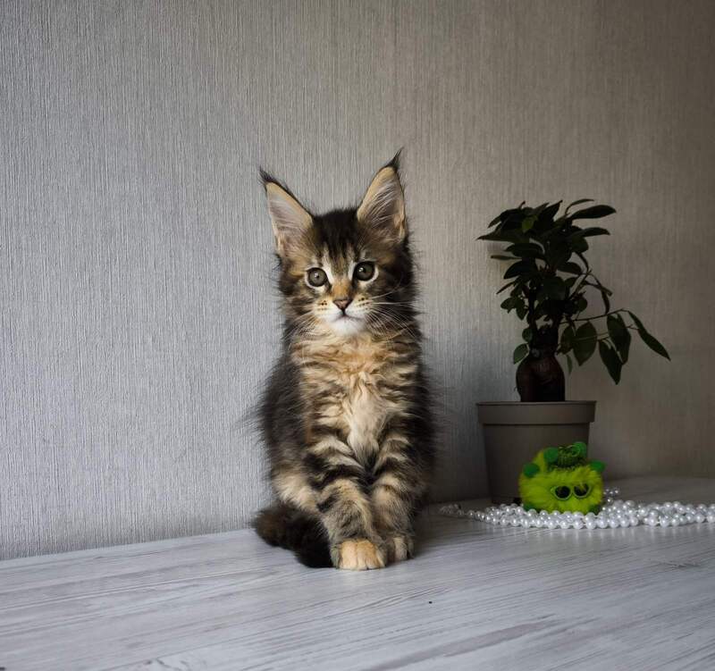 Daisy Maine Coon female, black tortie tabby