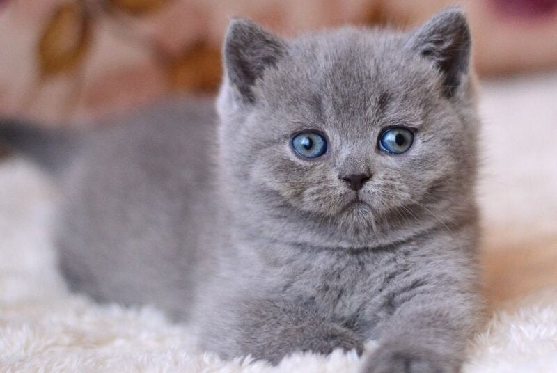Emma British Shorthair female blue - live animals