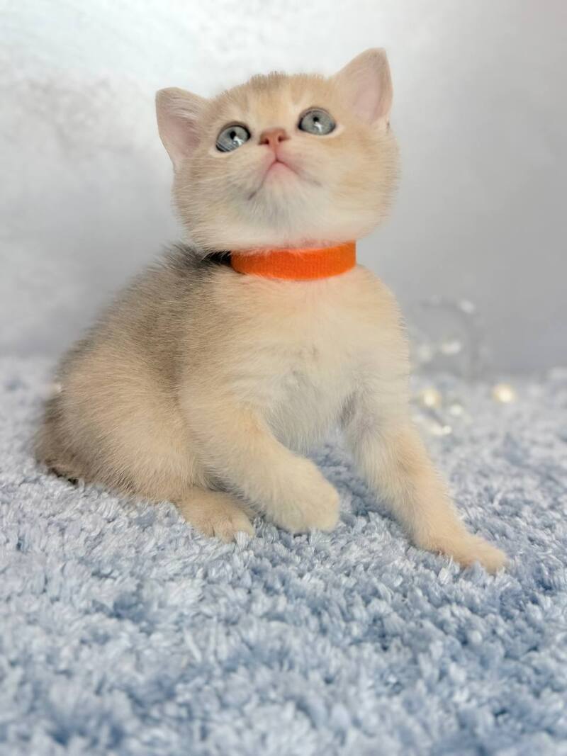 Eley Scottish Straight male, blue golden shaded