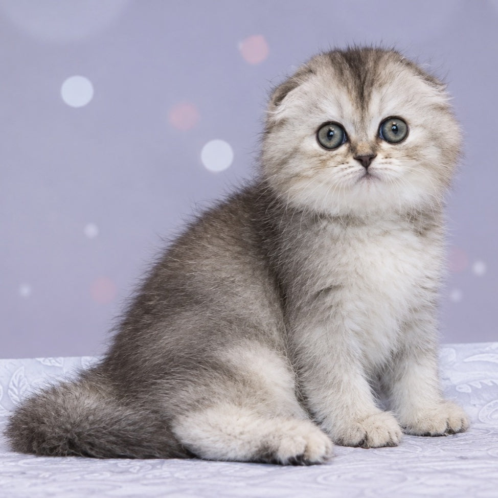 Peony Scottish Fold female, black tortie silver ticked tabby
