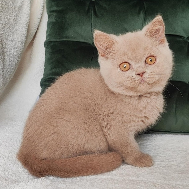 Ukki British Shorthair male, fawn
