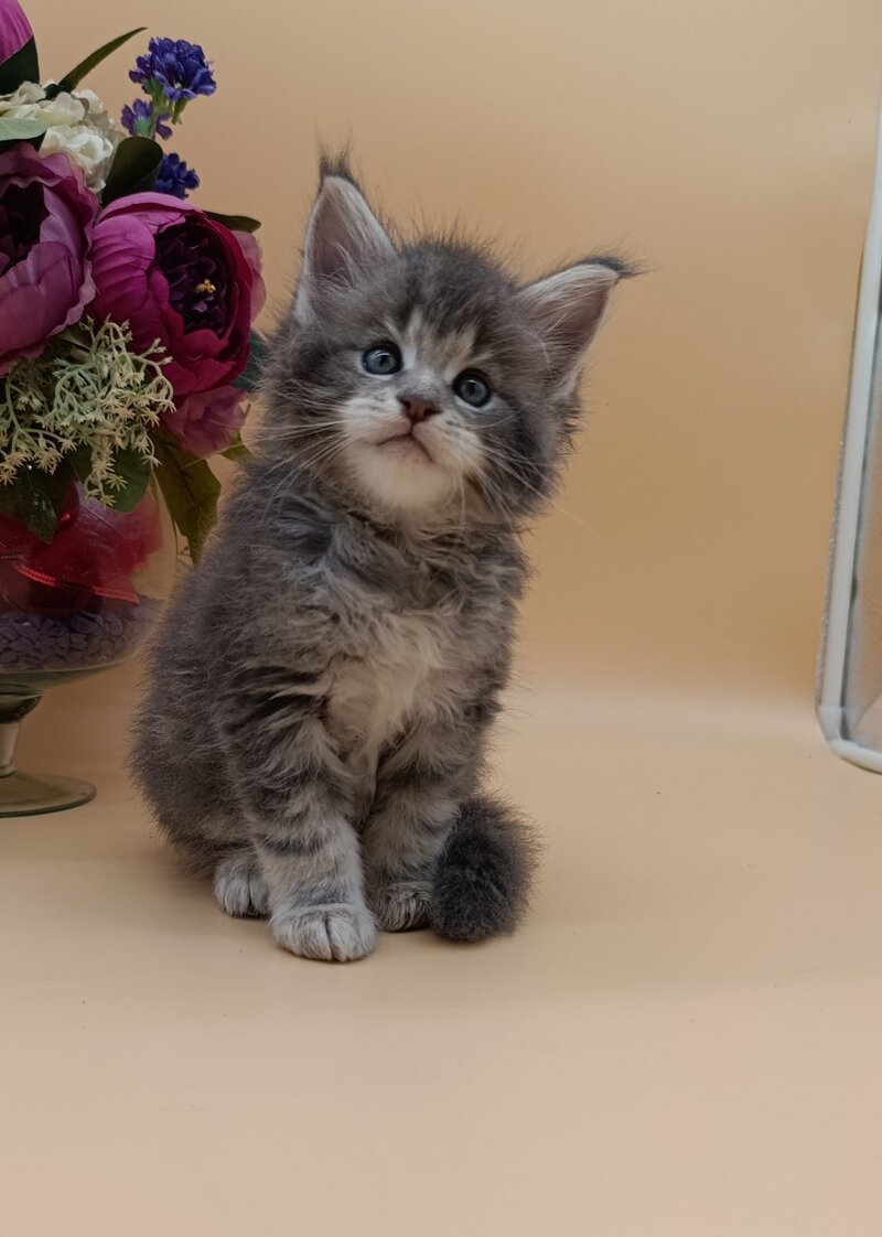 Damond Maine Coon male, blue silver tabby