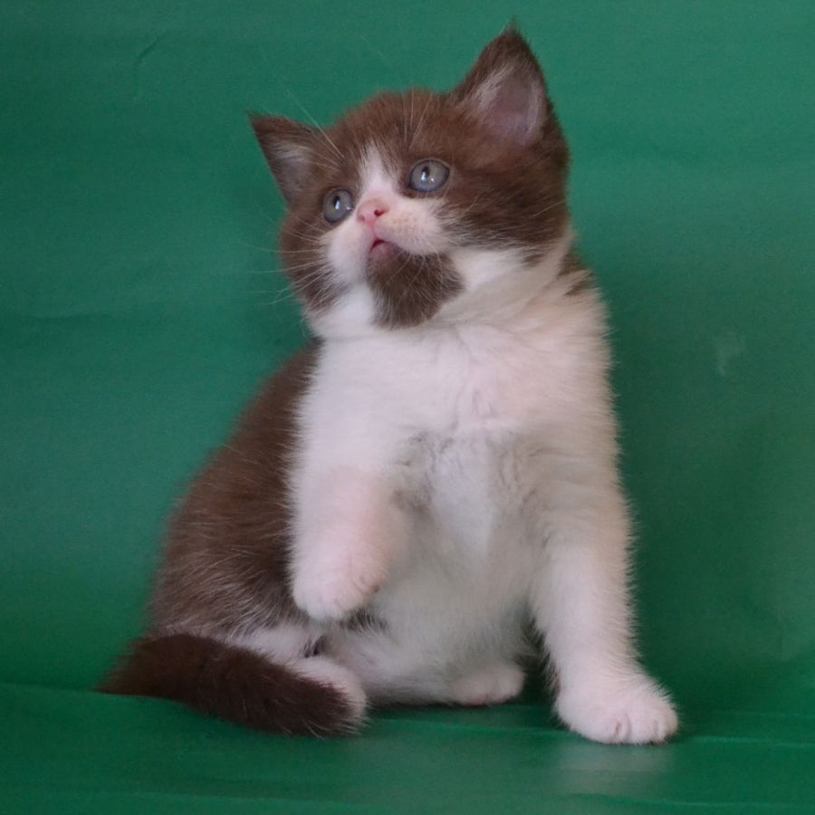 Peter Scottish Straight male, chocolate silver bicolour