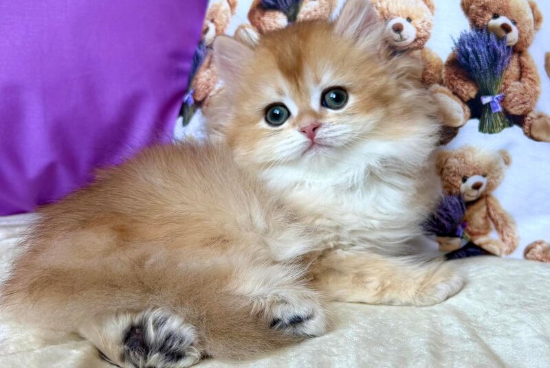 Alim British Longhair male, black golden chinchilla