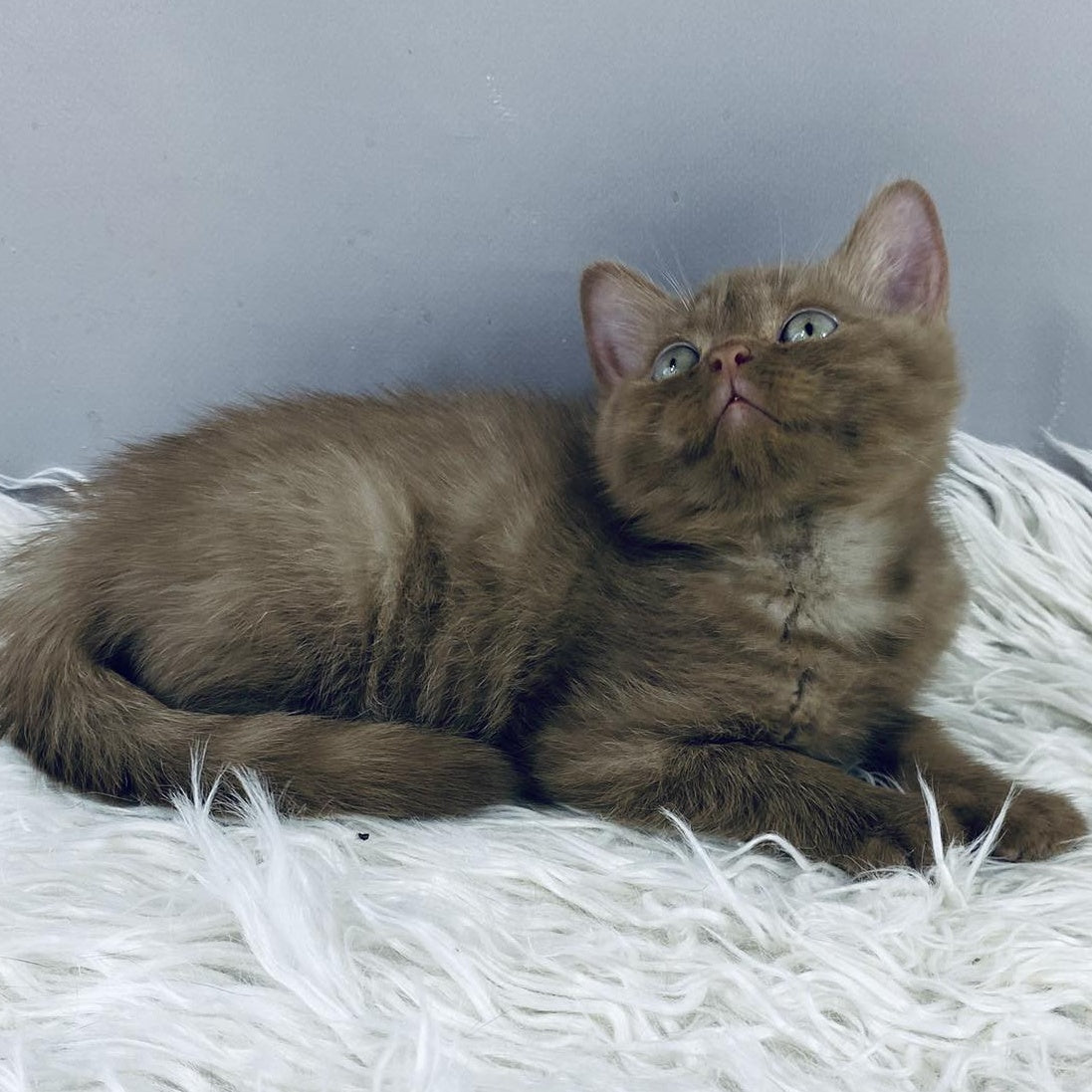 Indigo British Shorthair male, cinnamon