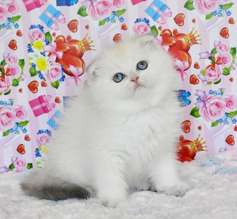 Umka Scottish Fold male, blue golden shaded