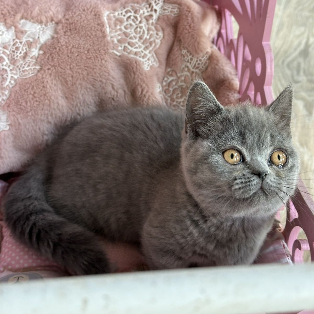 Milka Munchkin female, blue