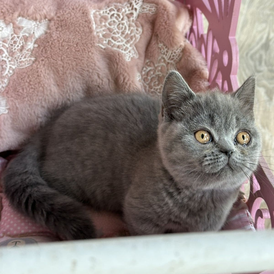 Milka Munchkin female, blue